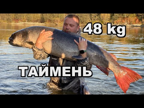 Таймень 48 кг/Hucho taimen