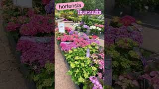 Hortensia ไฮเดรนเยย สสนสวยมาก
