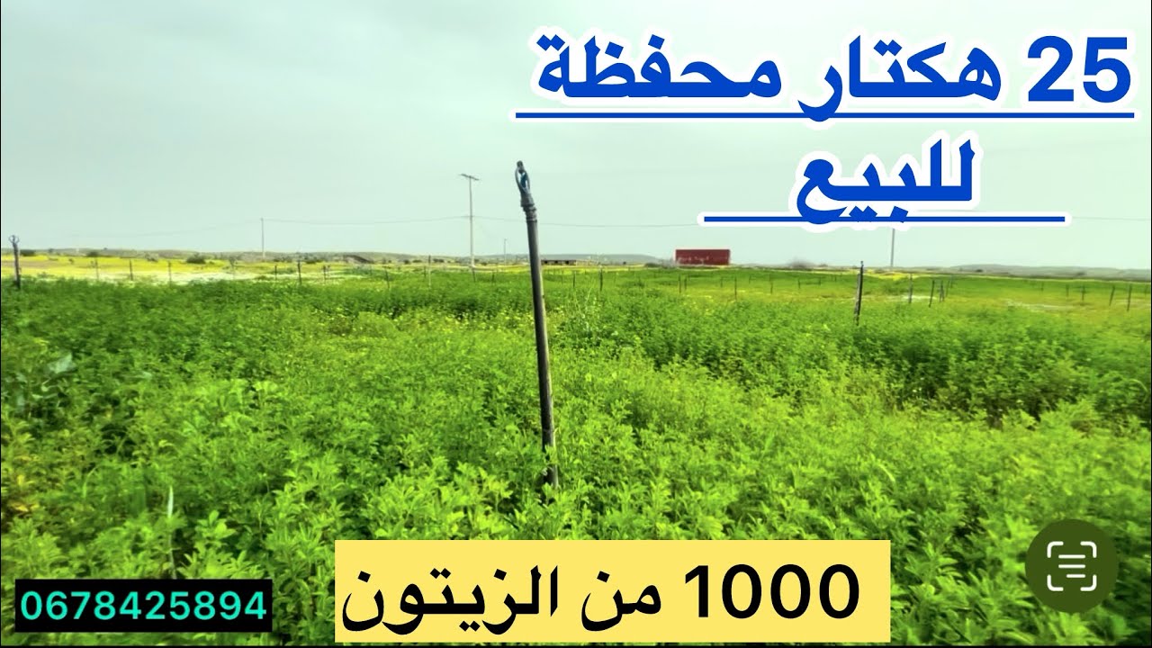 25 هكتار محفظة للبيع 1000 من الزيتون الماء والكهرباء تمن البيع 10 مليون للهكتار 