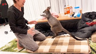 甘えてるかと思いきや急にスイッチが入るカンガルーの赤ちゃん