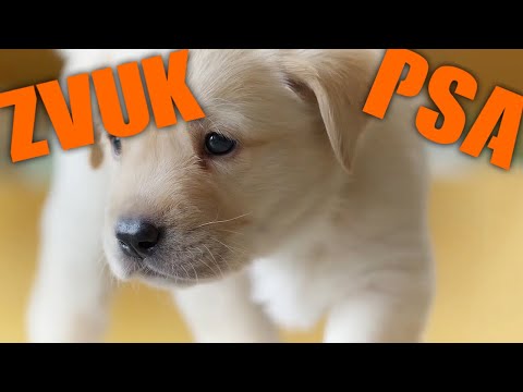 Video: Kako glasno laja pes?
