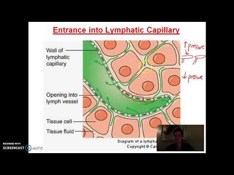 lymphatic capillaries