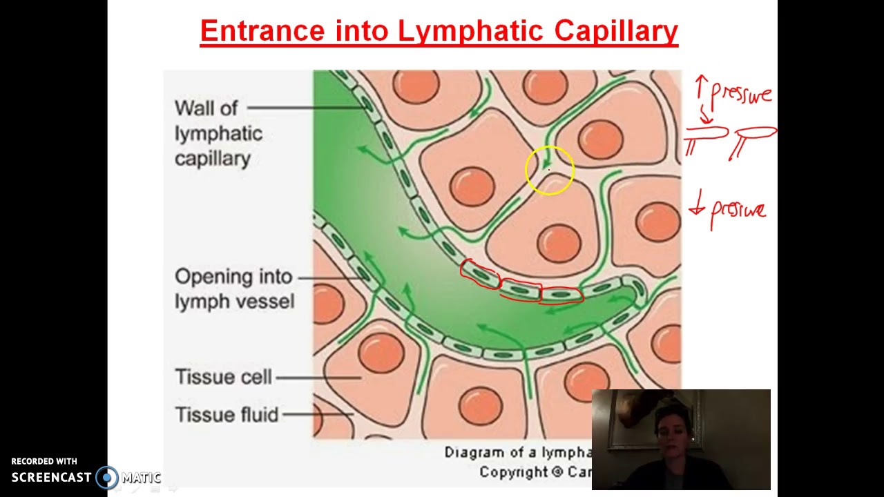 Lymphatic Capillaries