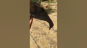 عبد المرع دجاج الماء صيد طيور 