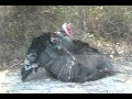 Turkeys of Blackberry Hill Farm - Part I, November 2010