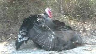 Turkeys of Blackberry Hill Farm - Part I, November 2010