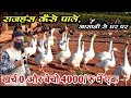 #flamingofarming #duckfarm #RajhansFarming खूबसूरत पक्षी राजहंस का पालन कैसे करें | RAJHANS PALAN |