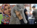 KELAB KUCING MALAYSIA - Pets Lover Fiesta 2018 International Cat Show - Part 10/11