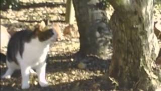PincOreille le chat VS Rothschild le rat screenshot 5