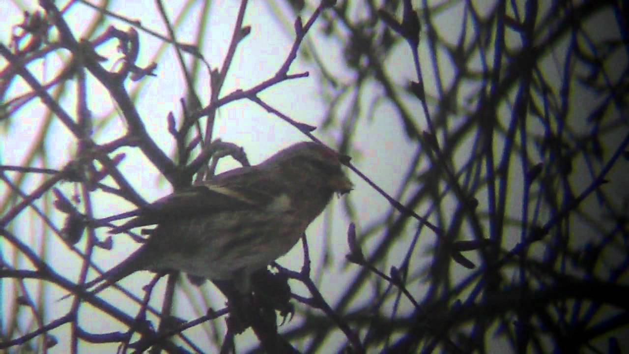 sam darnold Male Lesser Redpoll in Tree