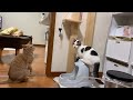 本当は参加したかった猫がかわいい