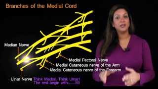 Funky Anatomy EXAM ANSWERS The Brachial Plexus Made Easy
