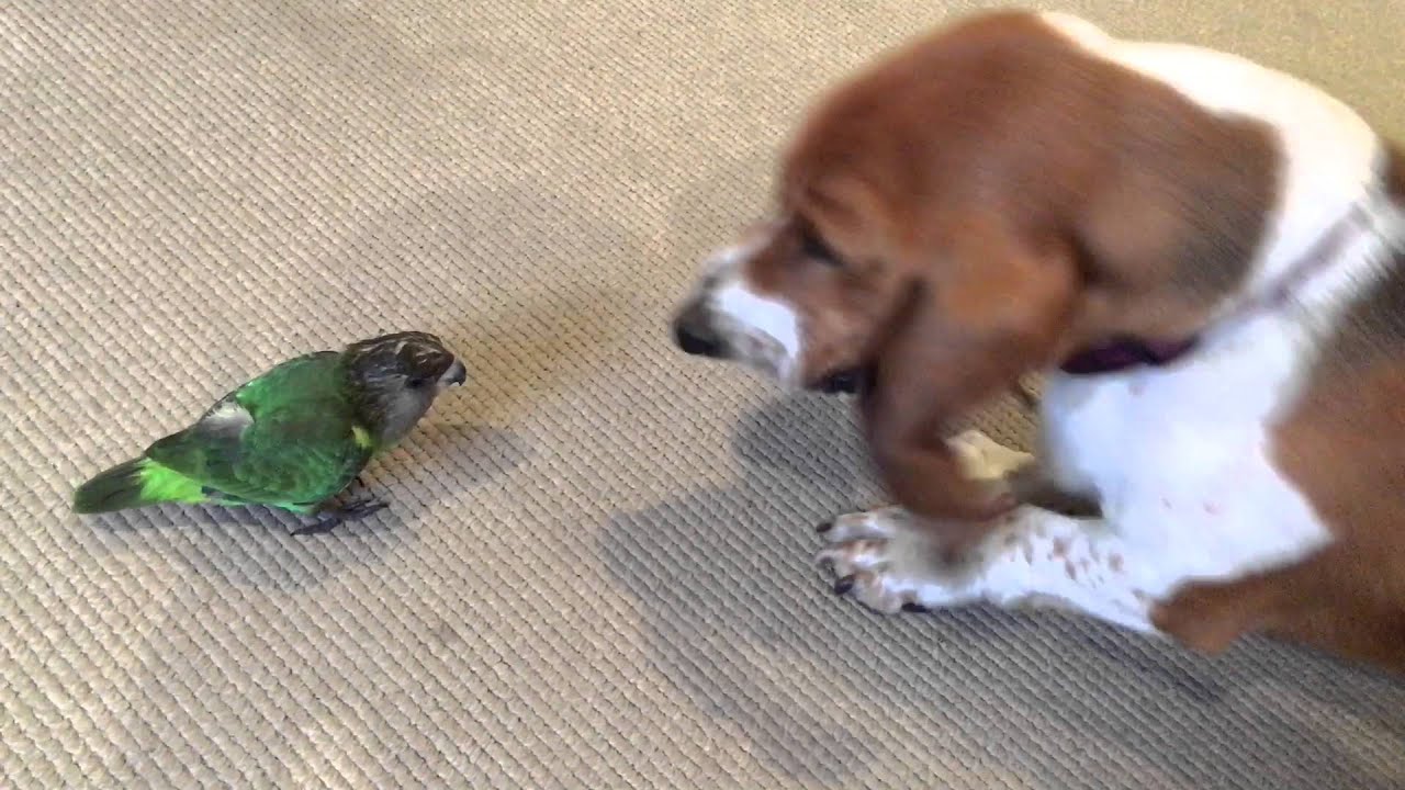Brown headed parrot stand ground against Basset.