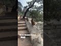 Rhesus monkeys! #cute #animals #wildlife #foryou #viral #shorts #fyp #cats #dogs #newvideo #video