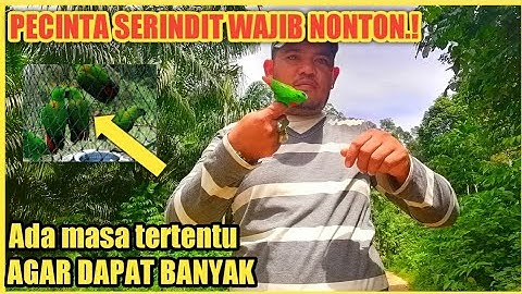 Ini dia spot Memikat burung serindit di hutan aceh poin nya luar biasa