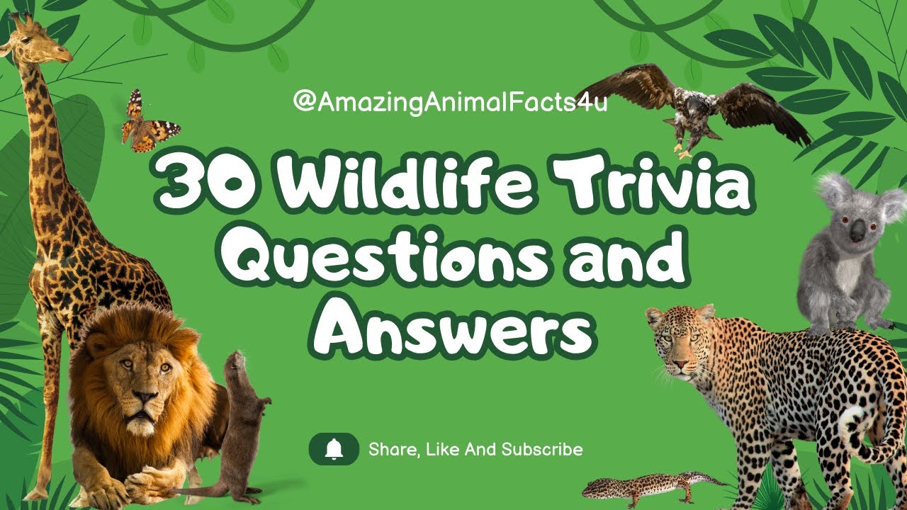 Animal Trivia Quiz 1 Wildlife trivia Trivia quiz general knowledge