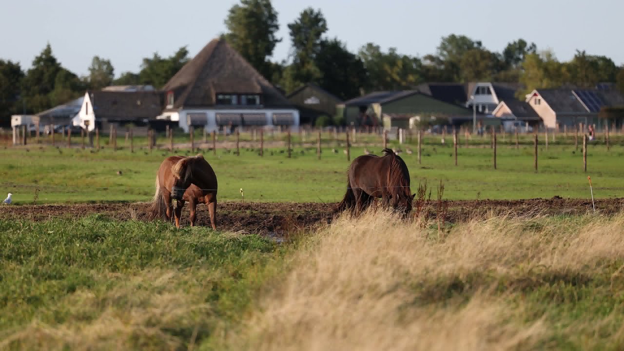 IJslanders Stal Koopman