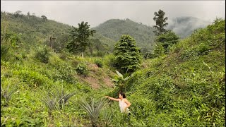 Planting tomato|collecting wild veggies |roasting|family time #nature #villagelife #food