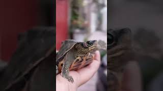 Turtles My Adorable Cute Little Baby Turtles