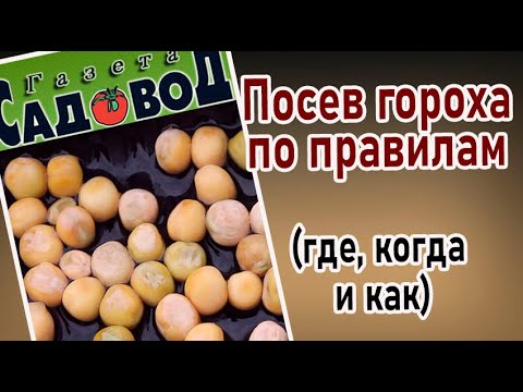 ПОСЕВ ГОРОХА ПО ПРАВИЛАМ (где, когда и как)