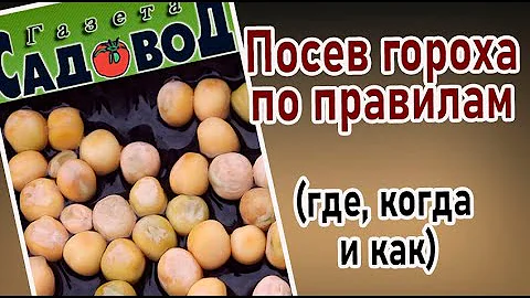 ПОСЕВ ГОРОХА ПО ПРАВИЛАМ (где, когда и как)