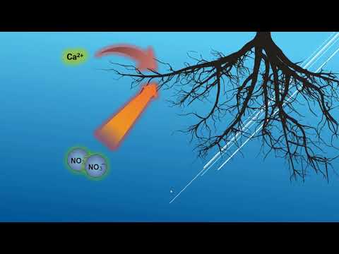 Video: ¿Las raíces necesitan oxígeno?