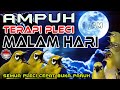 Terapi Pleci Malam Hari Terbaru Agar Pleci Buka Paruh, Terapi Pleci Malam  Agar Siang Bogkar Isian