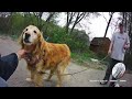 Recumbent trike with Dogs of the trail