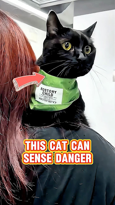 The cat protects its owner from danger