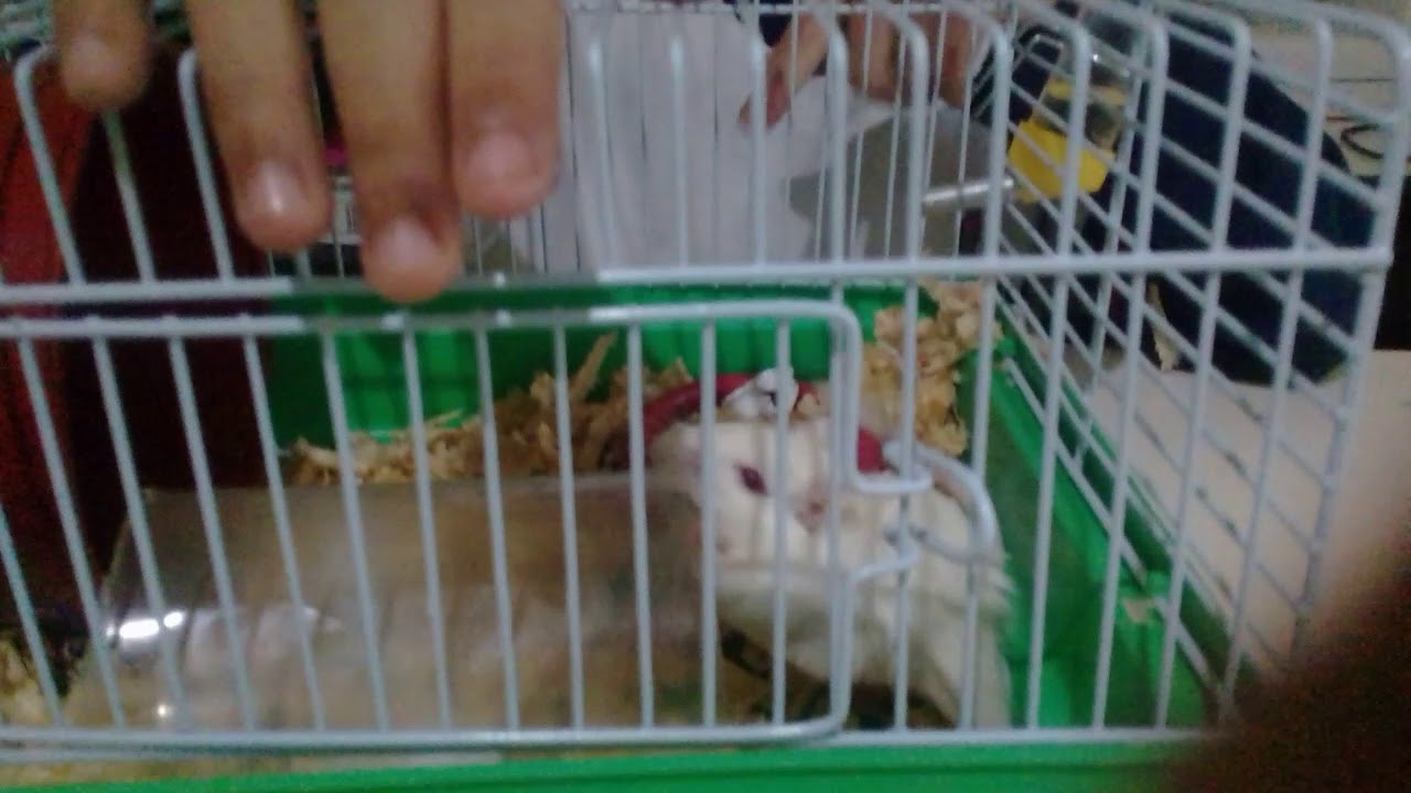 Meu esquilinho da mongólia