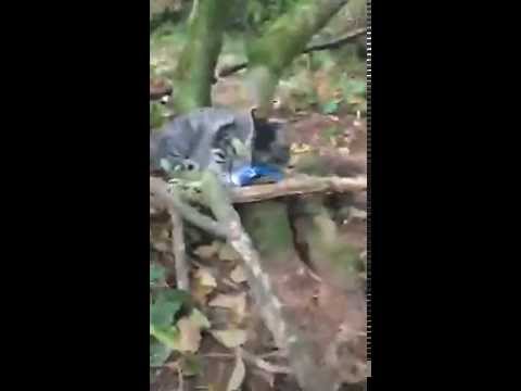 Tiny Kittens Periscope Getting spiderfaced in happy cat forest
