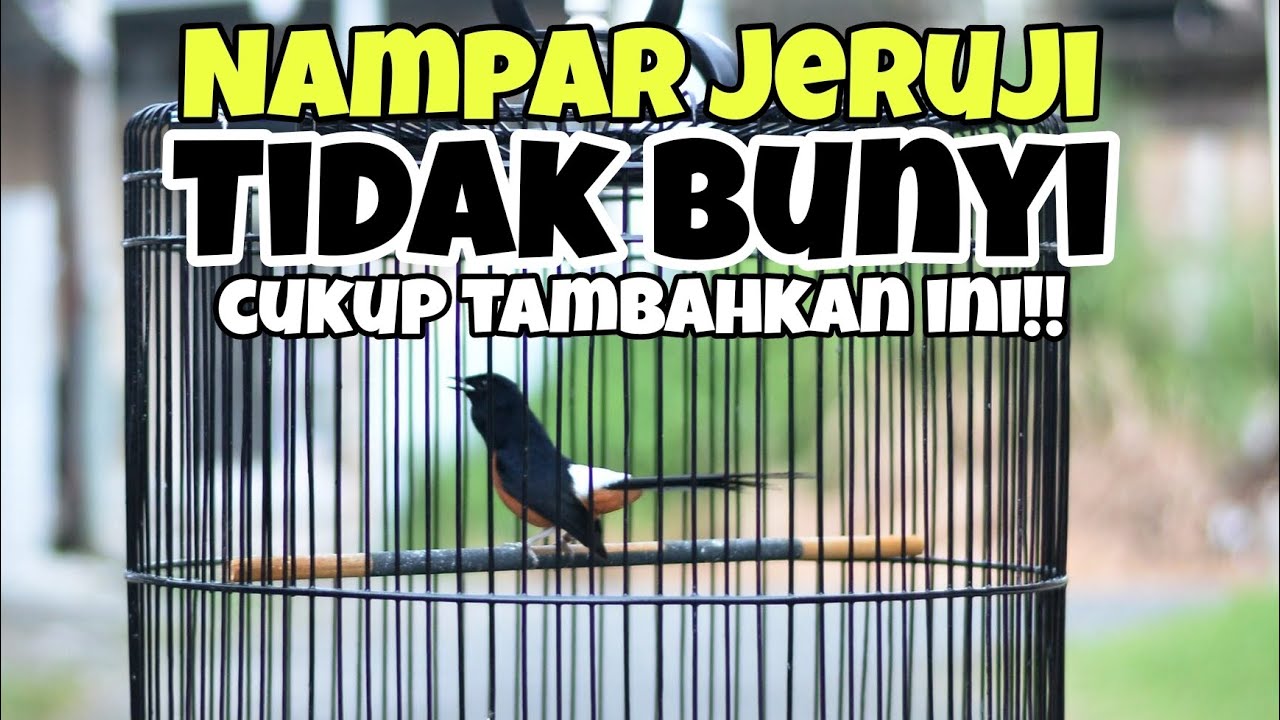 cara mengatasi murai batu nampar jeruji dan tidak bunyi saat di gantang