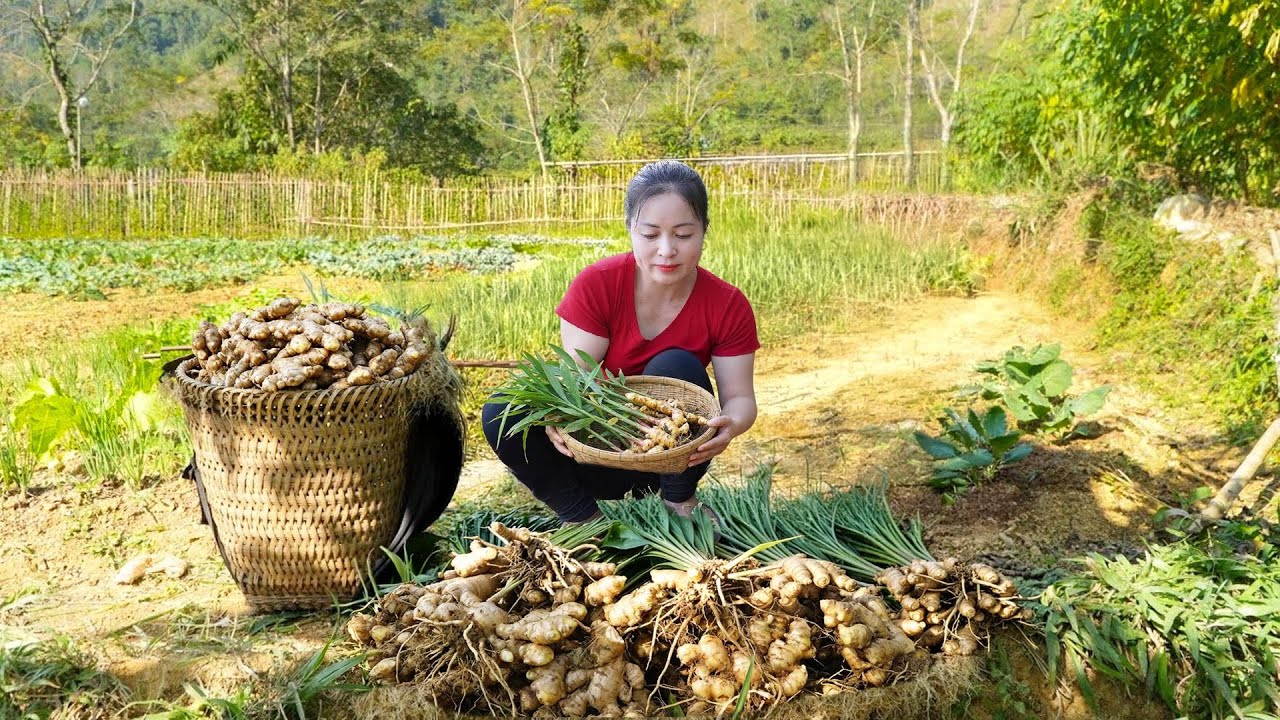 Using a Truck to Buy Fresh Ginger from Highland Ethnic People and Sell at the Market #đàodailyfarm