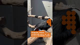 Ninguém estava preparado para ver um tucano dormindo assim #Shorts