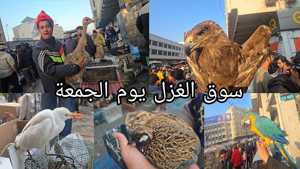  سوق الغزل اليوم الجمعة في العراق بغداد الحيوانات والطيور جميلة جدا رائعة اخر فيديو في العام 2025