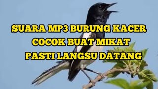 Suara Pikat Mp3  Burung Kacer Durasi Pendek Tapi Jos