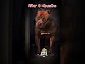 Before &amp; After  8 Mounth  Dogs look || #dogshorts