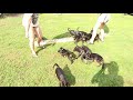 black and tan coonhound 6 weeks - brad station Fajn Pes の動画、YouTube動画。