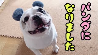 激安通販で犬の服を買ってみた【フレンチブルドッグ】【SHEIN】