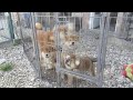 【動画あり】子犬が生まれる前から予約殺到…フランスで本格化する柴犬ブーム：東京新聞 TOKYO Web - 東京新聞