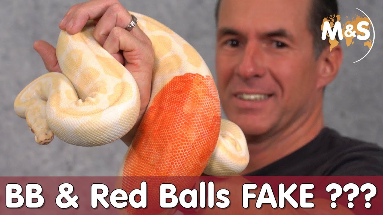 100.000€ Betrug BB & Red Balls FAKE ??? Reptil TV YouTube
