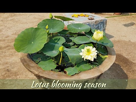 Video: 21 Bästa Lotus Herbals Hudvårdsprodukter Från 2020 I Indien