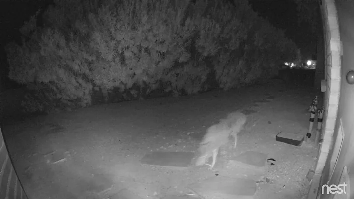 Coyote