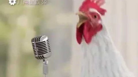 Chickens Singing - Old MacDonald Had A Farm