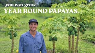 How To Grow A Papaya Circle