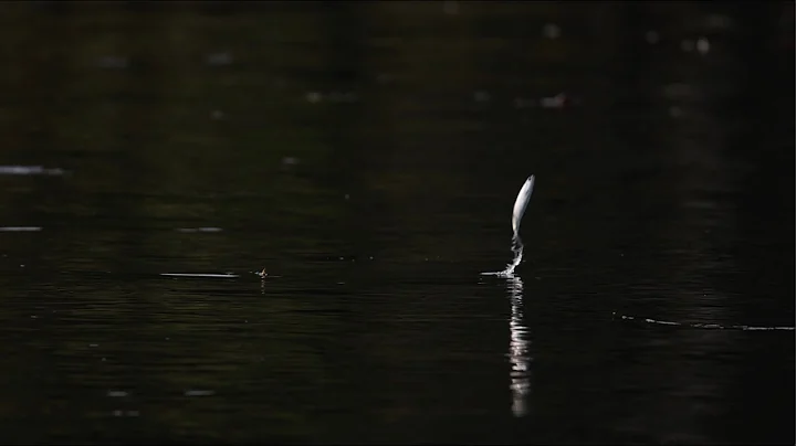 Sept 2 2022 pink salmon Mitchell Bay movie