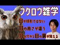【目が球じゃない】実物と一緒にフクロウ雑学を話しまくる【血管にゆとりがある】#19