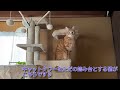 【茶トラ】キャットタワーを踏み台にするてつくん  A cat that uses a cat tower as a springboard