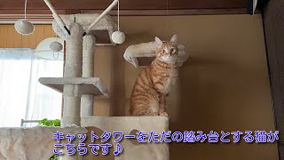 【茶トラ】キャットタワーを踏み台にするてつくん  A cat that uses a cat tower as a springboard