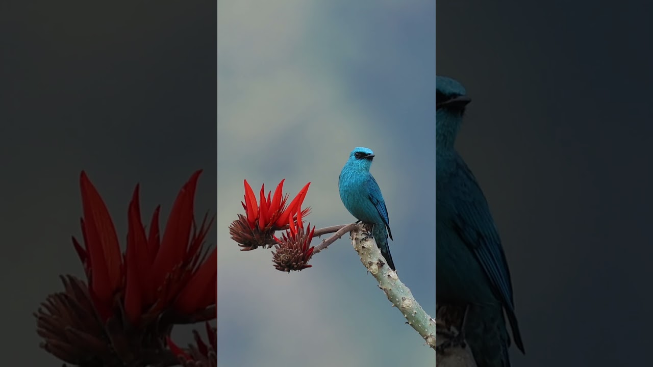 melody of verditer flycatcher/ 